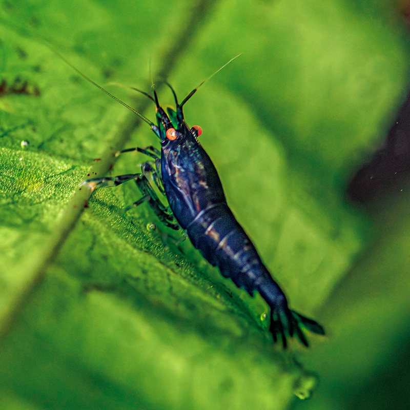 Royal Blue Tiger Shrimp|Imported|USA Bred