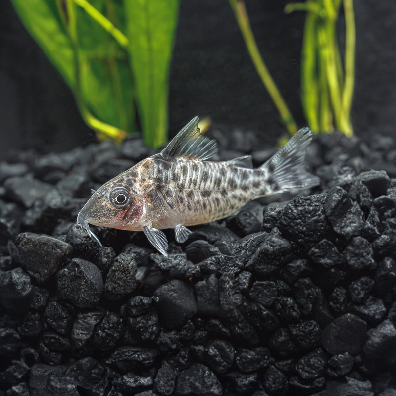 Spotted Cory | Corydoras punctatus ‘Nanay’