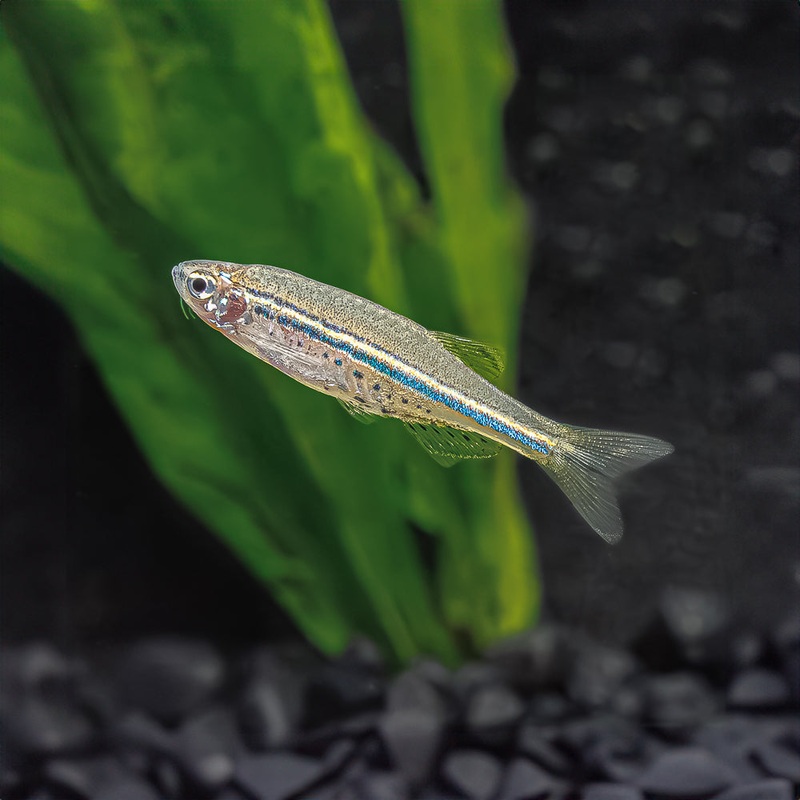 Spotted Danio | Danio nigrofasciatus