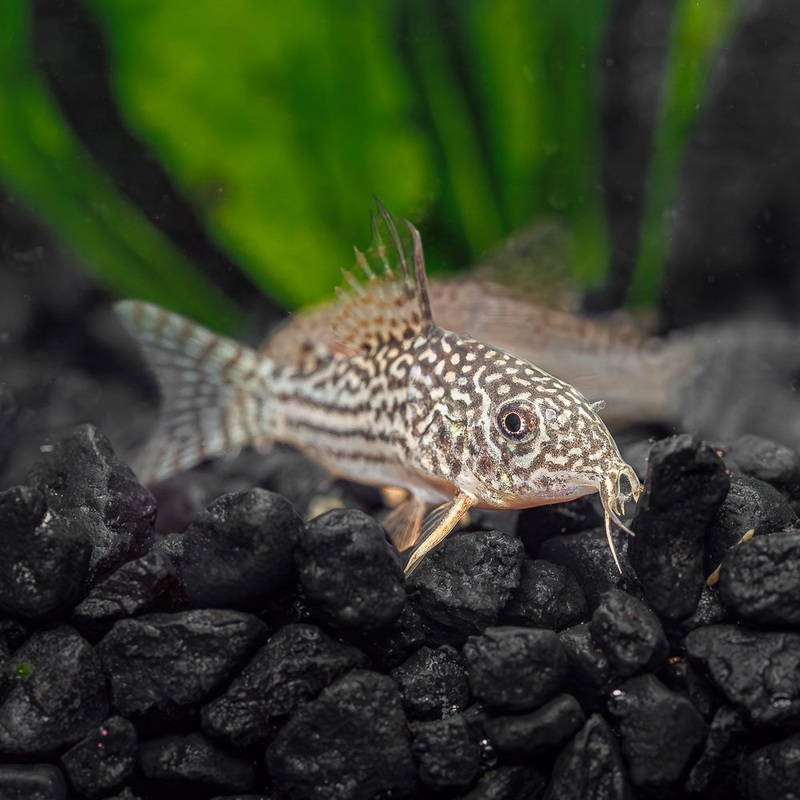 Sterbai Cory | Corydoras Sterbai