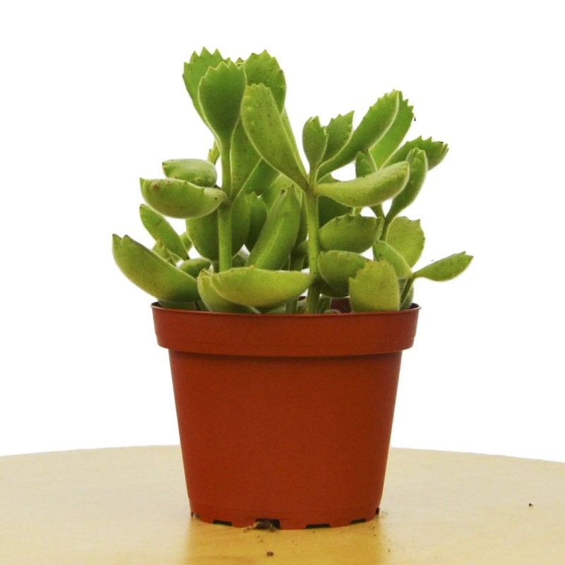 Succulent ‘Bear’s Paw’|4″|Nursery Pot