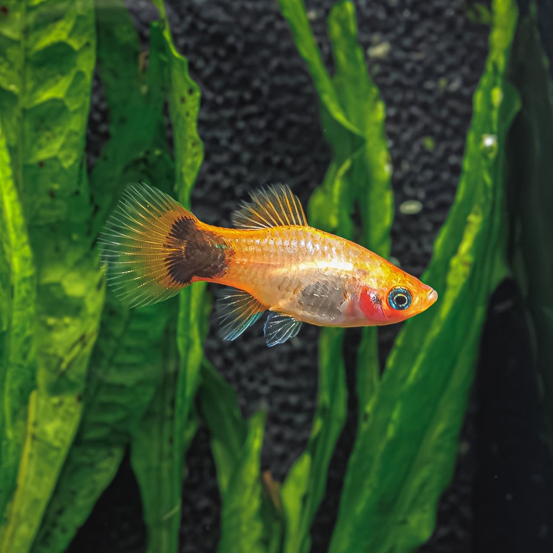 Sunburst Mickey Mouse Platy|Imported|Male|Female|Pair (M/F)