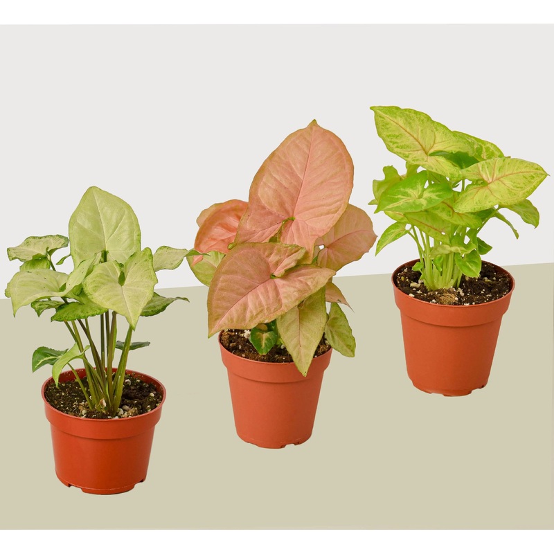Syngonium – 3 Pack|4″|Nursery Pot|3-Pack