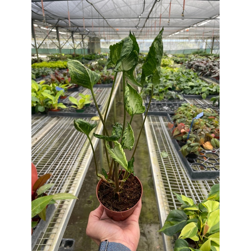 Syngonium ‘Godzilla’|4″|Nursery Pot