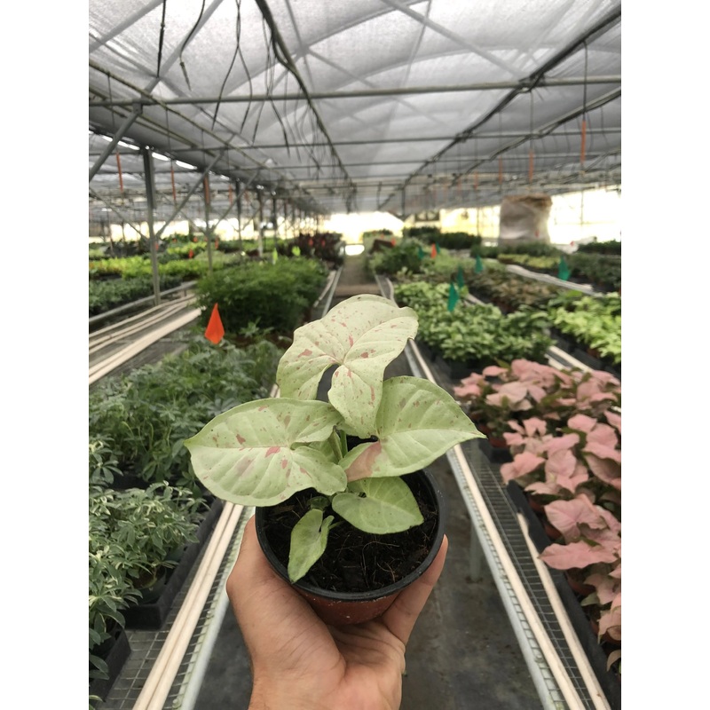 Syngonium ‘Milk Confetti’|4″|Nursery Pot