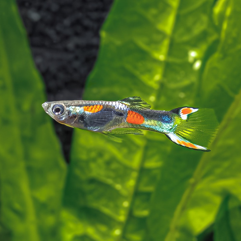 Venezuelan Endler|Imported|Male|Female|Pair (M/F)