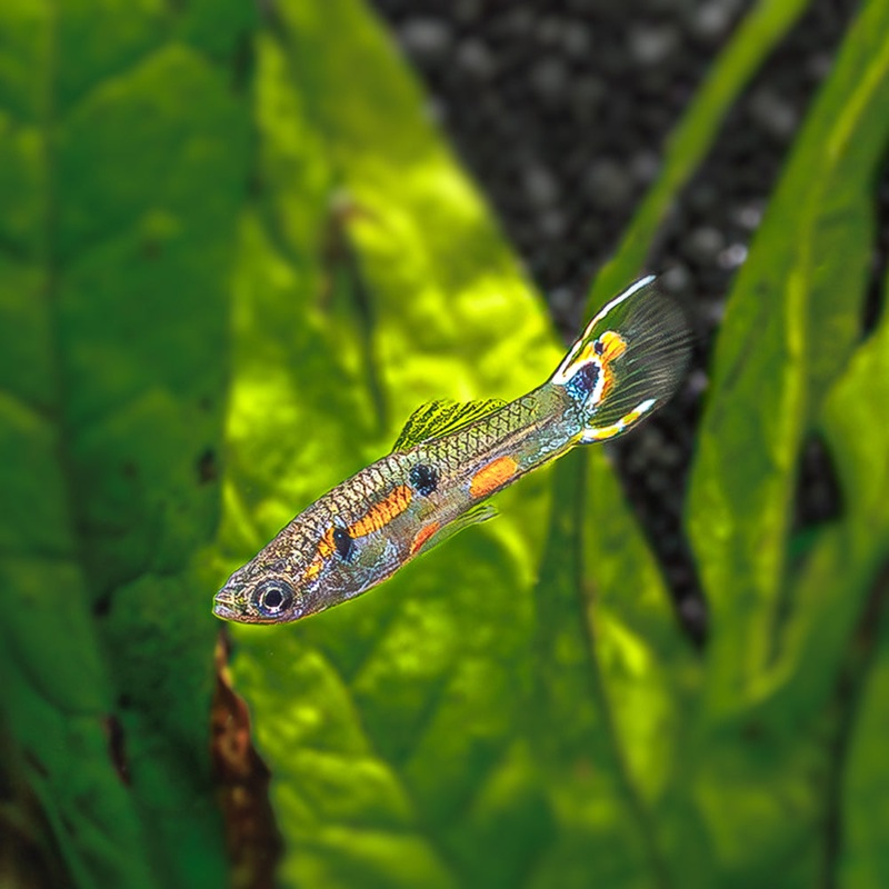 White Peacock Endler|Imported|Male|Female|Pair (M/F)