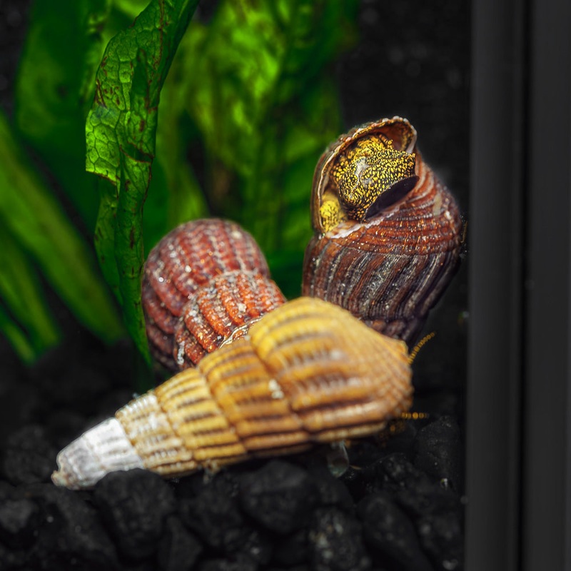 Yellow Spotted Rabbit Snails|Imported|1 Snail
