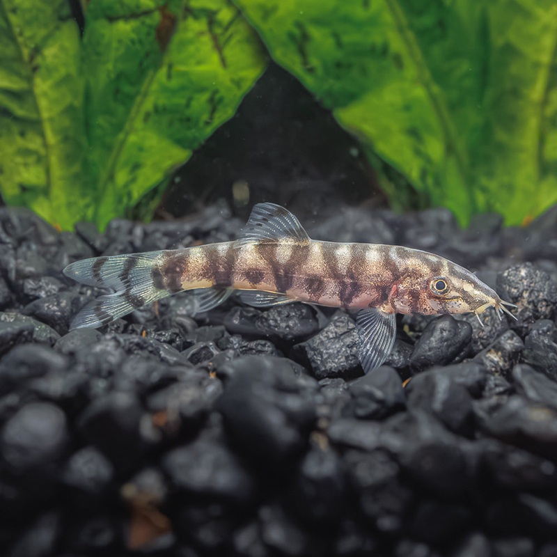 Yoyo Loach | Botia Lohachata|1 Fish