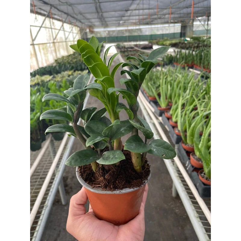 Zamioculcas Zamiifolia ‘Zenzi’