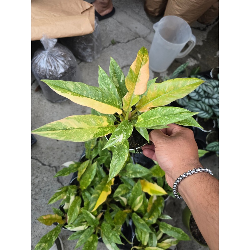 4 inch pot – Philodendron Ring of Fire Plant indoor – Get Similar