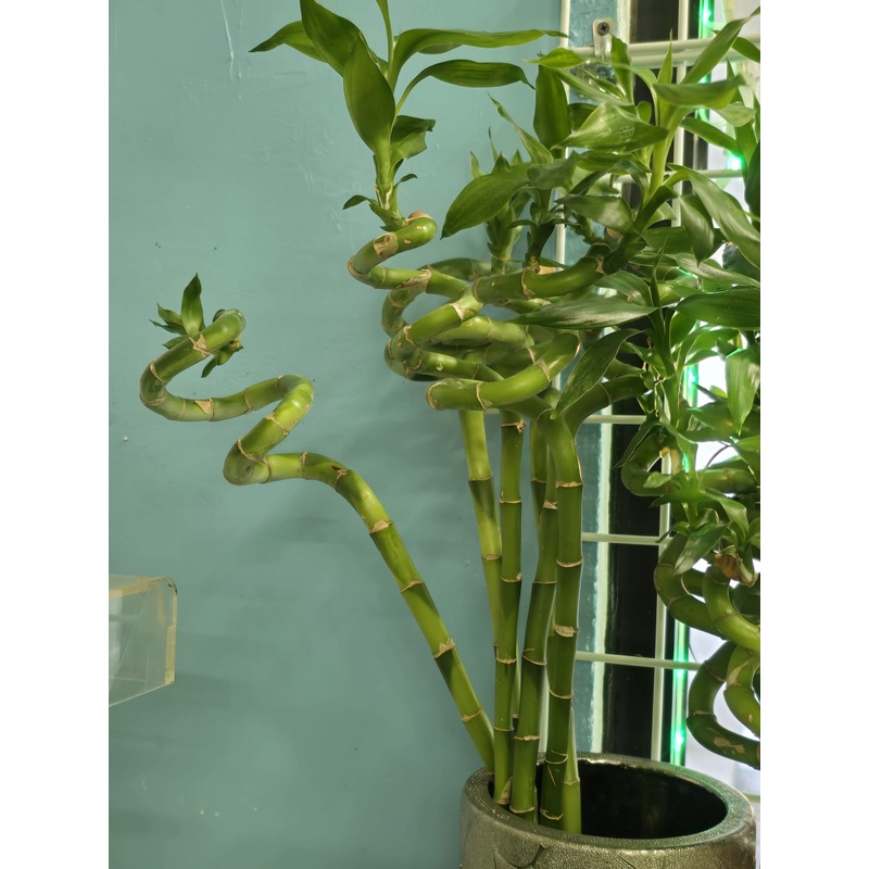 5 pcs Curly bamboo stick Chinese for good luck