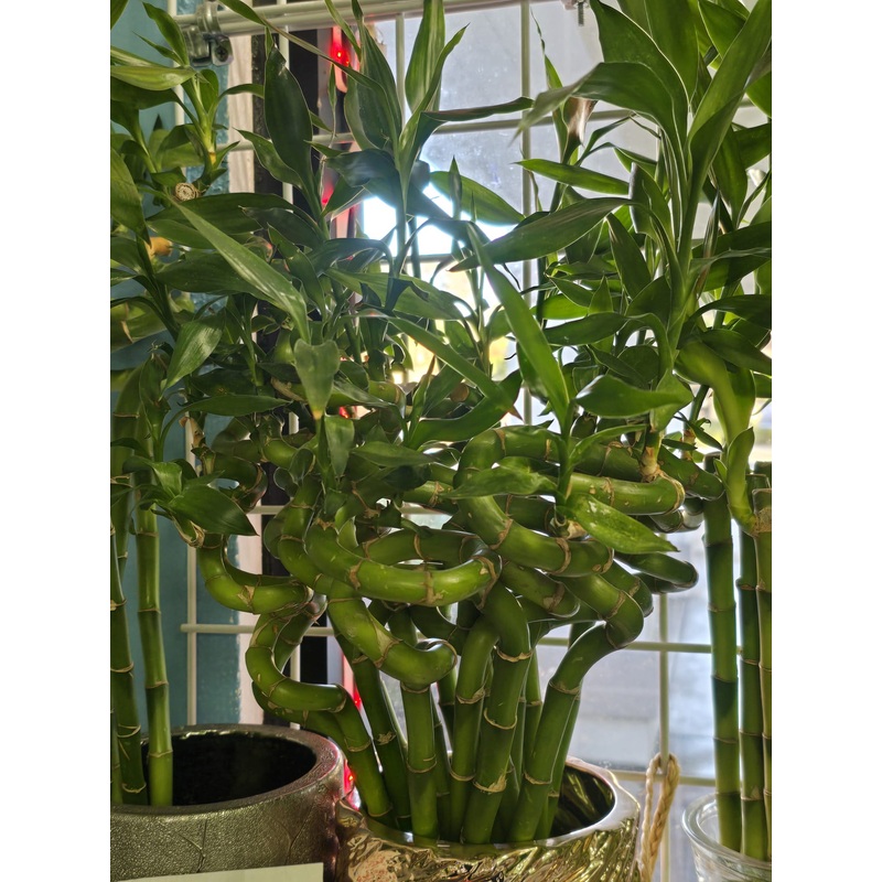 5 pcs Curly Chinese Bamboo 12-15 inch long