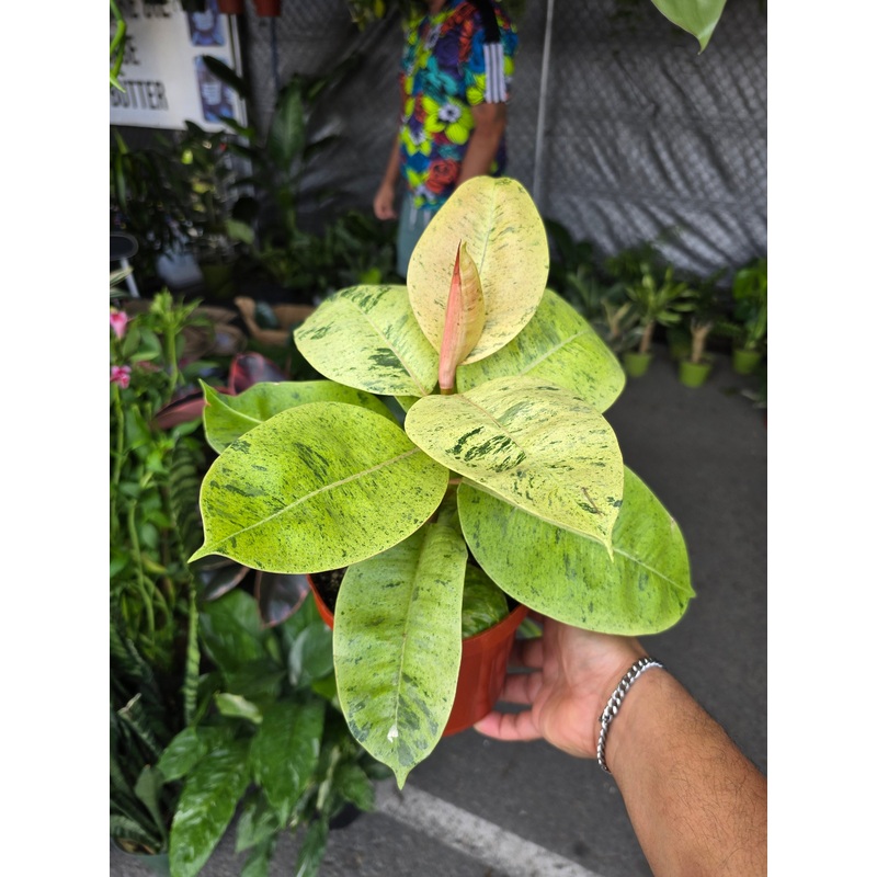 6 inch Pot – Ficus Elastica Shivereana Moonshine  – House Plants Air Purifier – Get one similar as picture