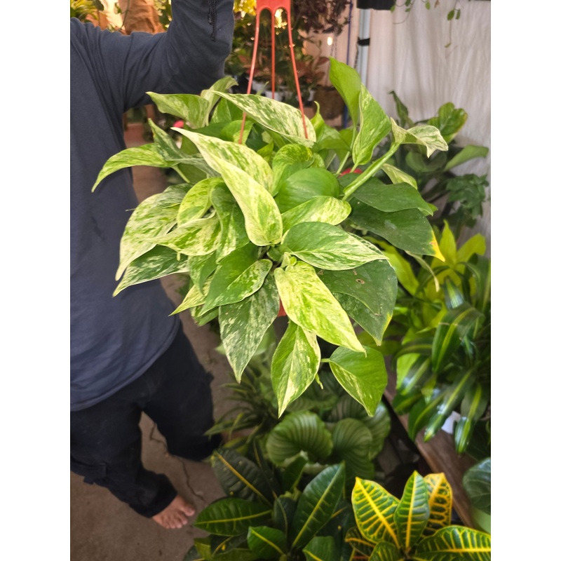 6 inch pot – Marble Queen Pothos hanging pot – Get similar to the picture