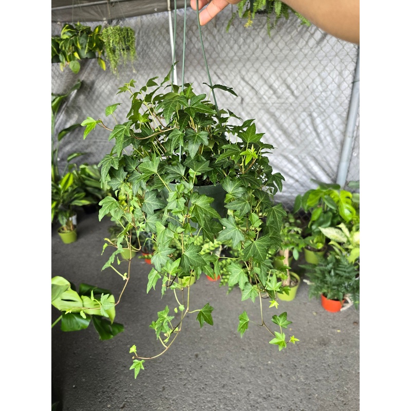 6 inch Pot – Needlepoint Ivy Elegant Trailing Vine Live Plant – Get similar to the picture