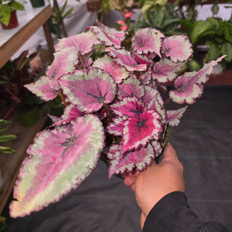 6 inch pot – Raspberry Beret, Begonia Rex, Painted-Leaf Winter Begonia, Unique Homegrown Exclusive, Variegated- Get similar to picture