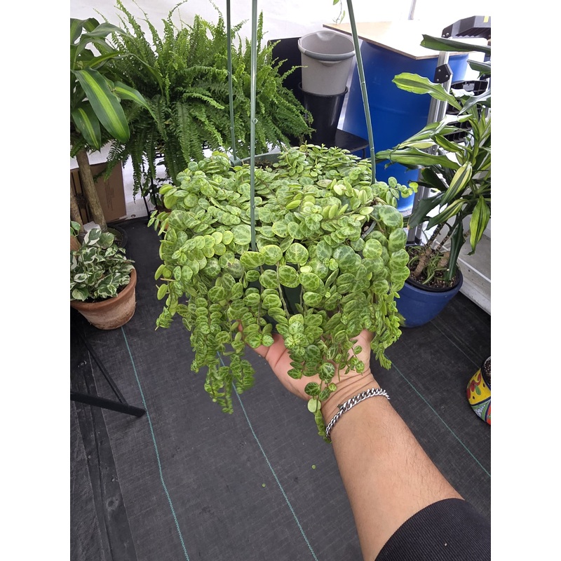 6 inch Pot – String of turtles Succulent, beautiful hanging plant indoor and outdoor – Get similar to picture