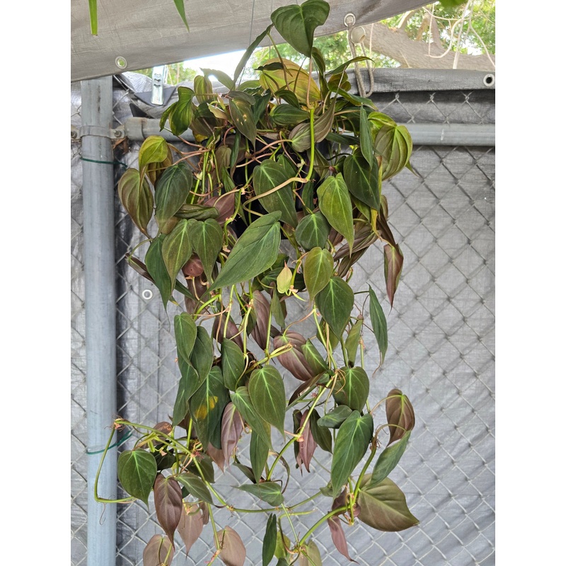 8 inch Pot – 2-3 ft long Big Long Philodendron Micans Hanging plant – Get similar to the picture