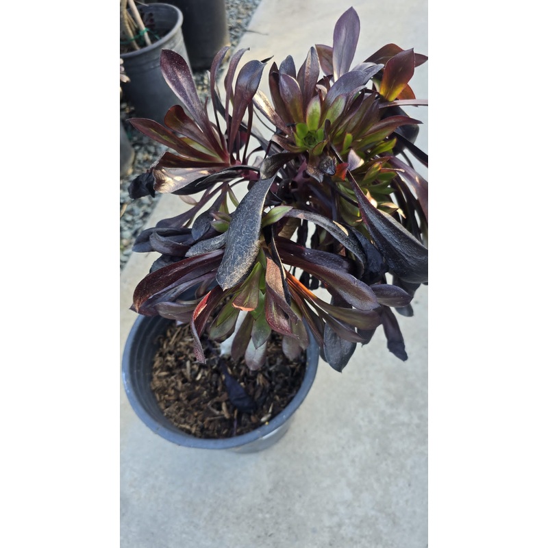 Aeonium Arboreum Black ‘Zwartkop’ in 5 gallon pot Easy care