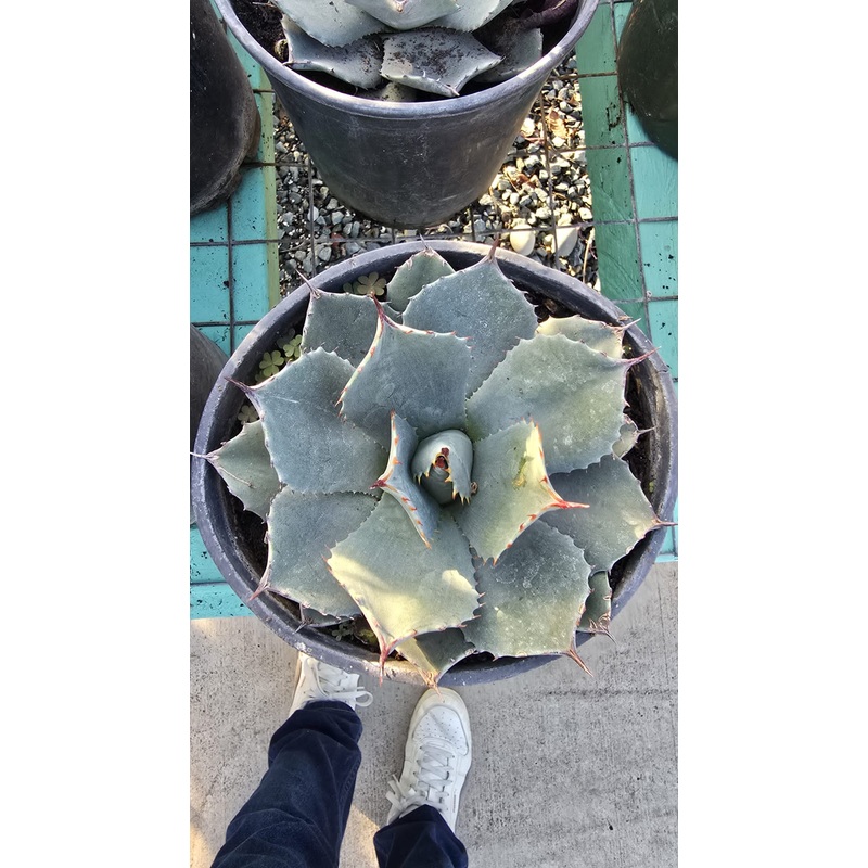 Agave parrasana in 6 inch pot full sun easy care