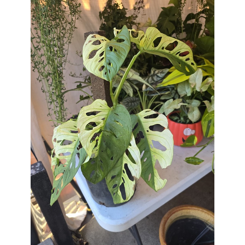 Albo Big leaf Adansonii monstera in 1 gallon pot