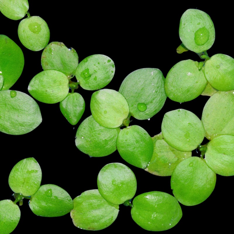 Amazon Frogbit