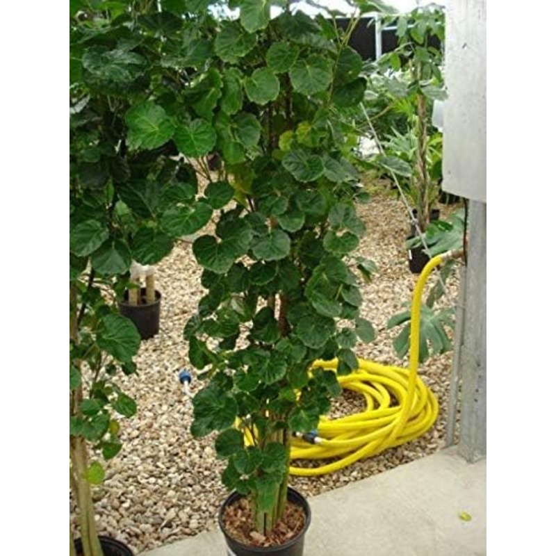 Aralia Balfour Cane – Live Plant in a 10 Inch Pot – Attractive and Unique Interior Plant