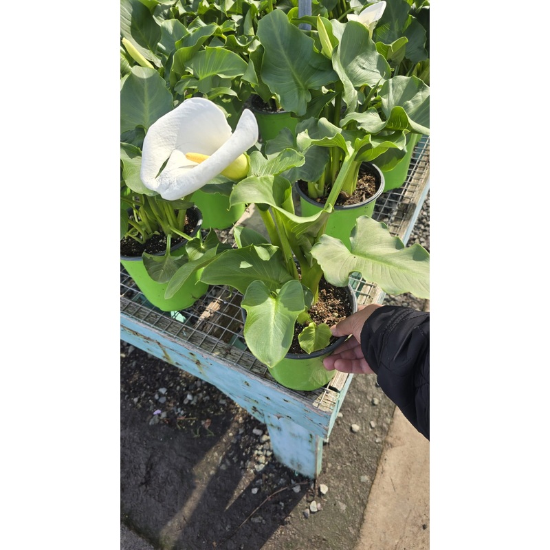 Arum-lily Zantedeschia aethiopica in 1 gallon pot white flower