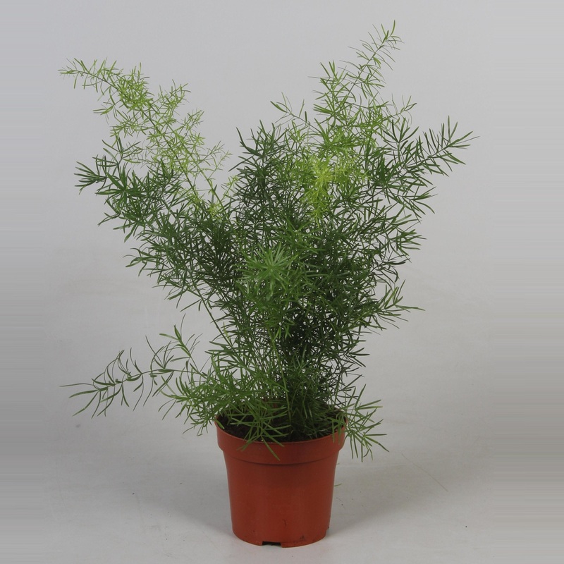Asparagus Fern Assortment – 3 Live Plants in 4 inch Pots – Rare and Exotic Ferns from Florida – Beautiful Clean Air Indoor Outdoor Ferns