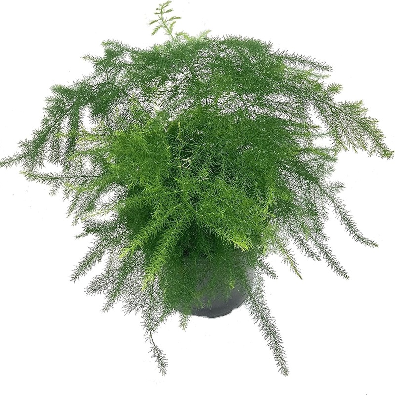 Asparagus Fern – Live Plants in 4 Inch Pots – Asparagus Plumosus Setaceus – Rare and Exotic Ferns from Florida – Beautiful Clean Air Indoor Outdoor Ferns