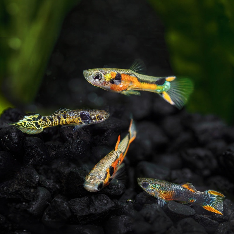 Assorted Endlers|Imported|Male|Female|Pair (M/F)