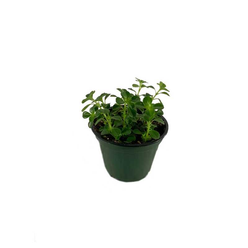 Baby’s Tears Plant – Live Plant in a 4 Inch Pot – Soleirolia Helxine – Beautiful Indoor Houseplant