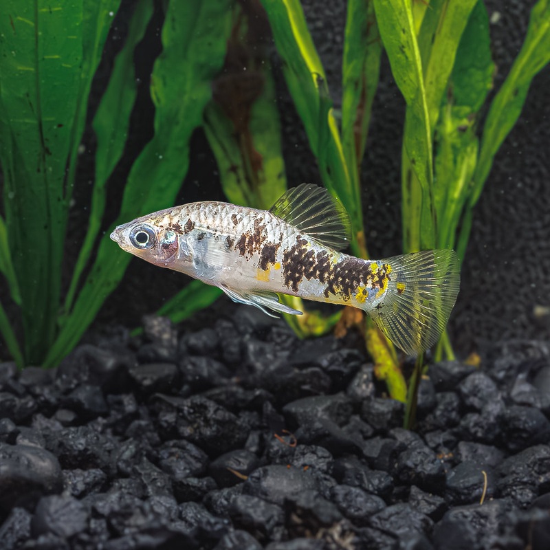 Banded Limia | Limia vittata|Imported|Male|Female|Pair (M/F)