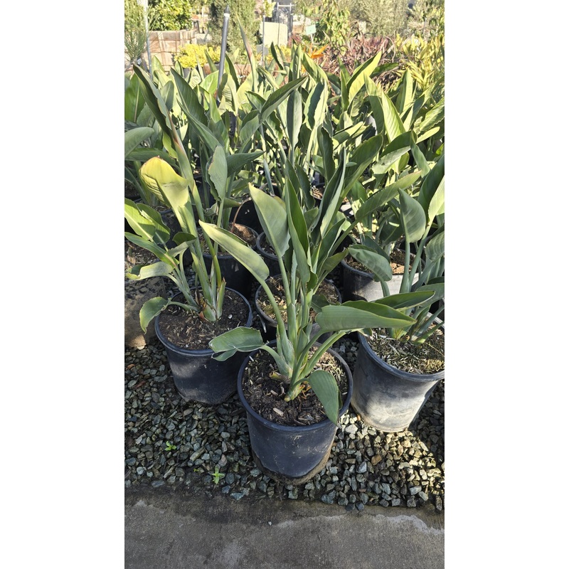 Bird of paradise orange flower plant in 5 gallon pot