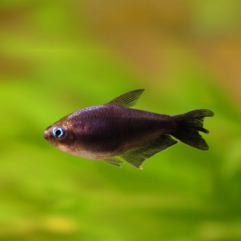 Black Emperor Tetra | Nematobrycon Palmeri