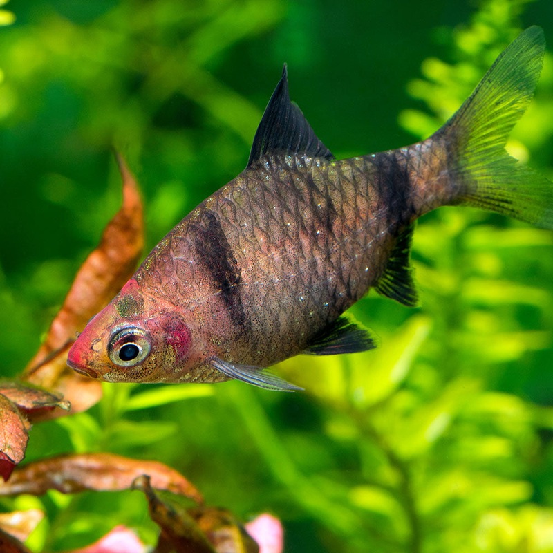 Black Ruby Barb|Imported|1 Fish
