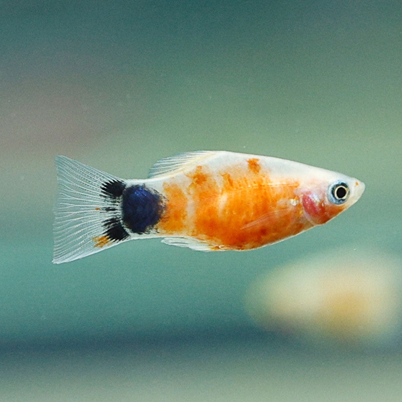 Bleeding Heart Platy | Xiphophorus maculatus