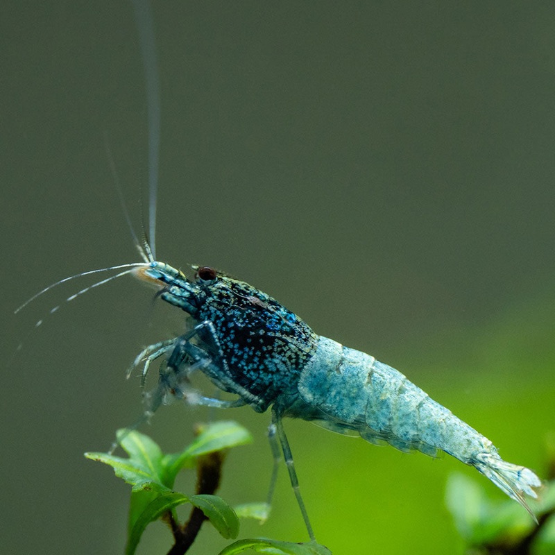 Blue Steel Shrimp|Imported|1 Shrimp