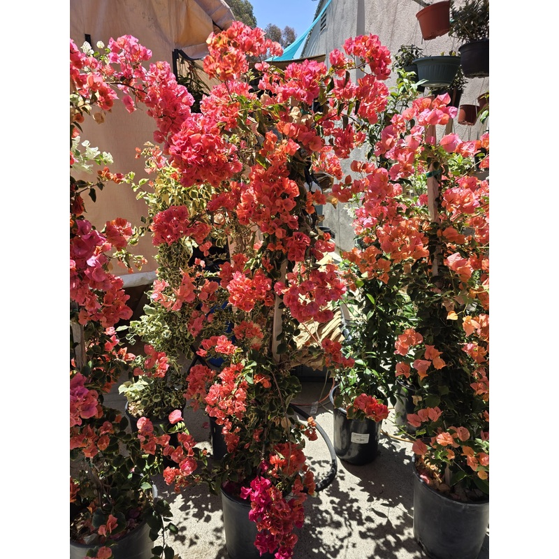 Bougainvillea in a pole 5 ft tall fully flower deep orange 5 gallon pot