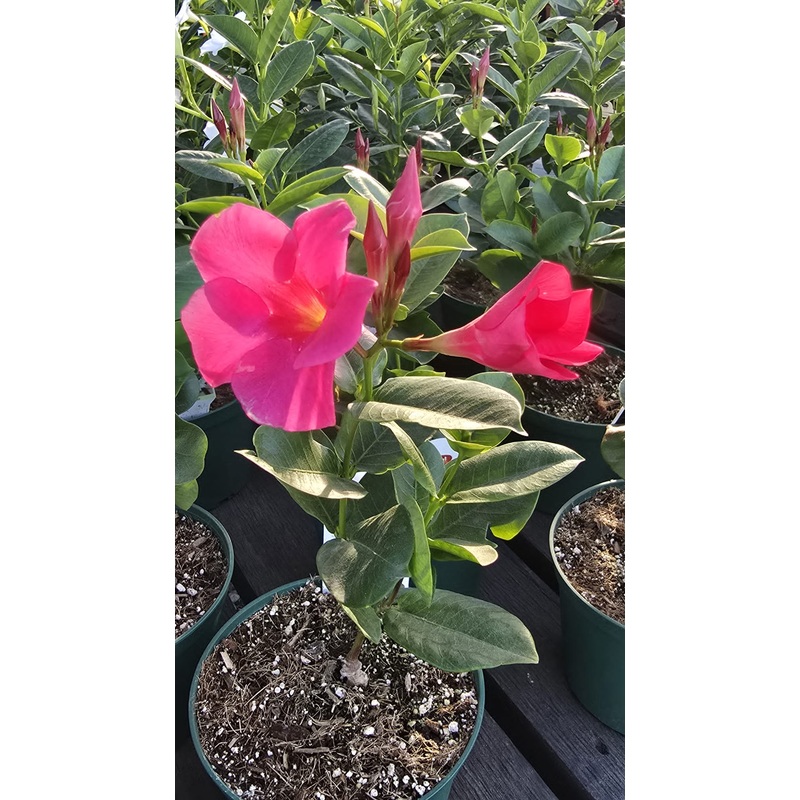Brazilian jasmine pink flower Mandevilla sanderi in 6 inch pot