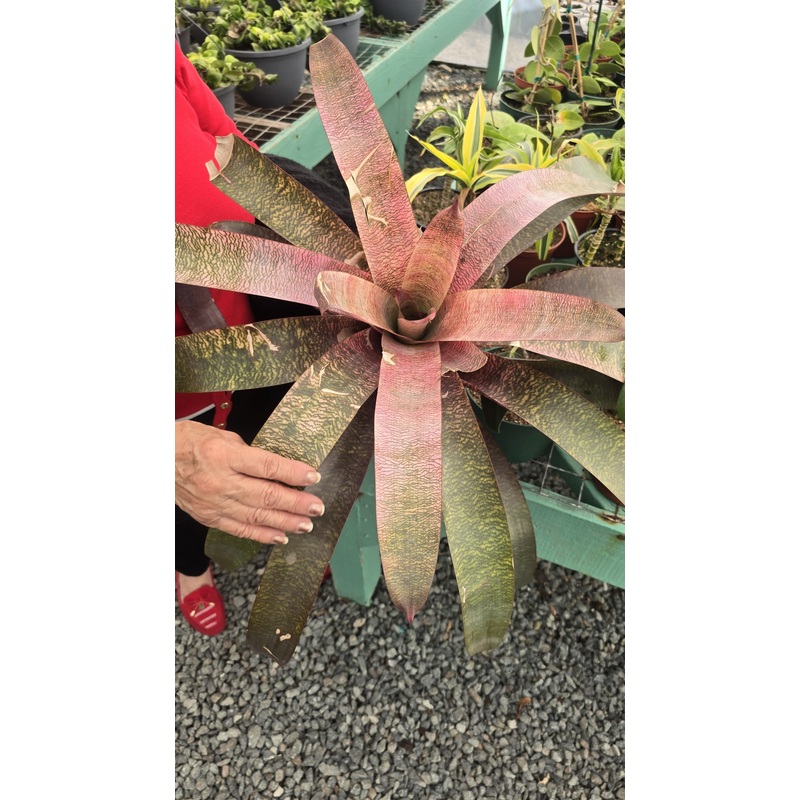 Bromeliad Vrisea ‘Red Chestnut in 6 inch pot