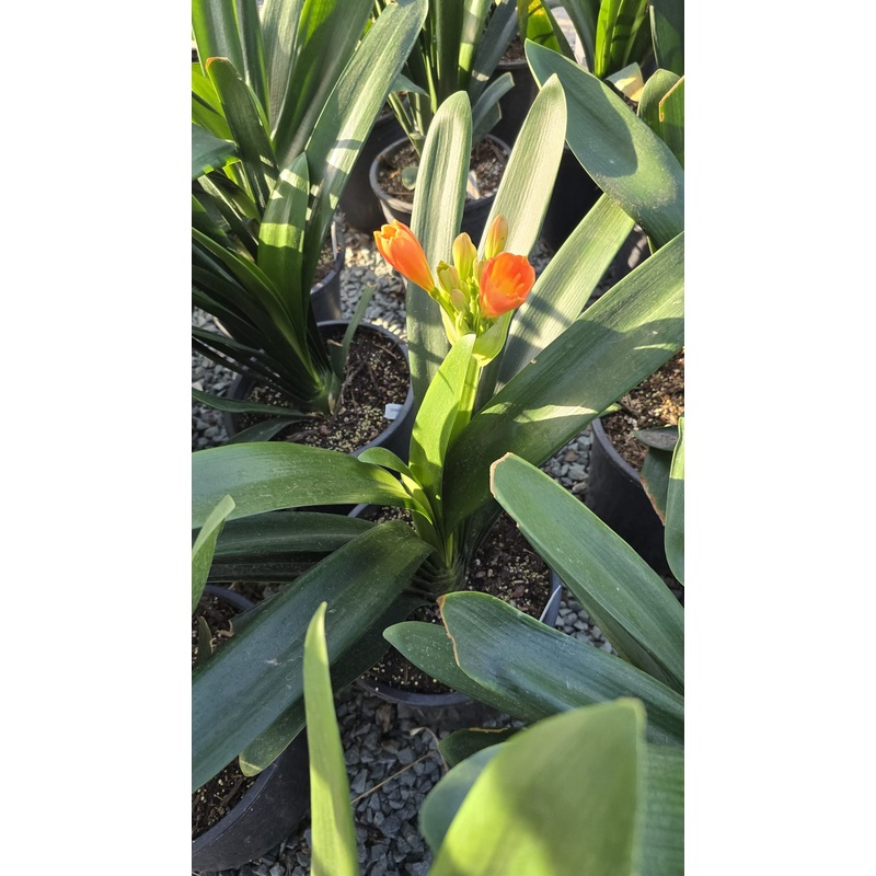Bush lily orange in 5 Gallon pot