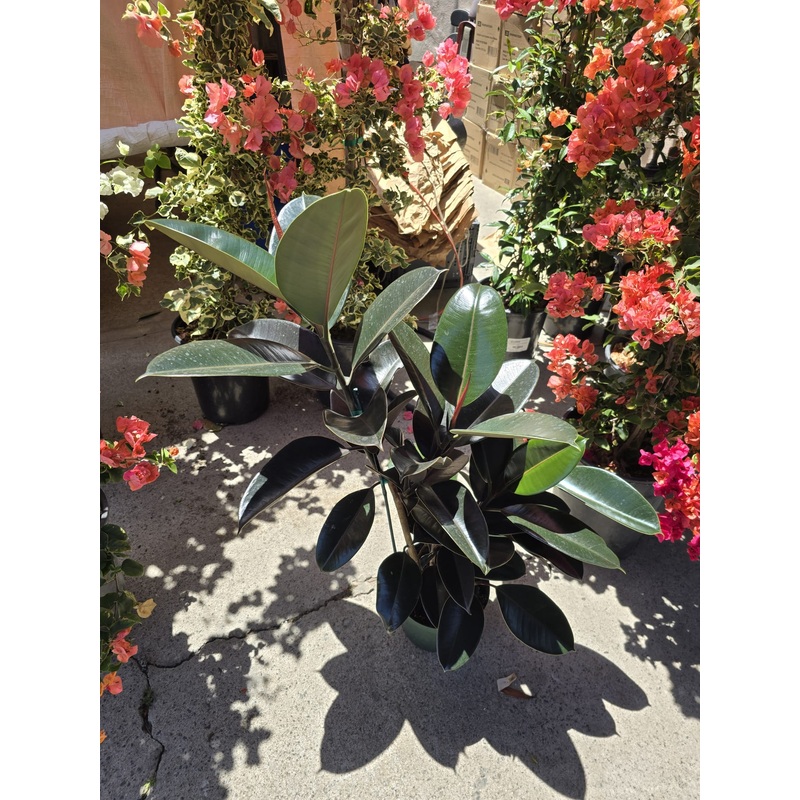 Cabernet Rubber Tree ficus in 8 inch pot, full 2.5 feet tall
