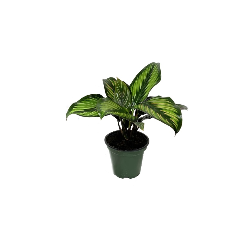 Calathea Beauty Star – Live Plant in a 4 Inch Pot – Calathea Ornata Beauty – Beautiful Easy to Grow Air Purifying Indoor Plant
