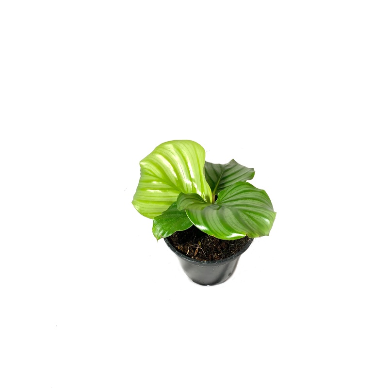 Calathea Orbifolia – Live Plant in a 4 Inch Pot – Calathea Orbifolia – Beautiful Easy to Grow Air Purifying Indoor Plant