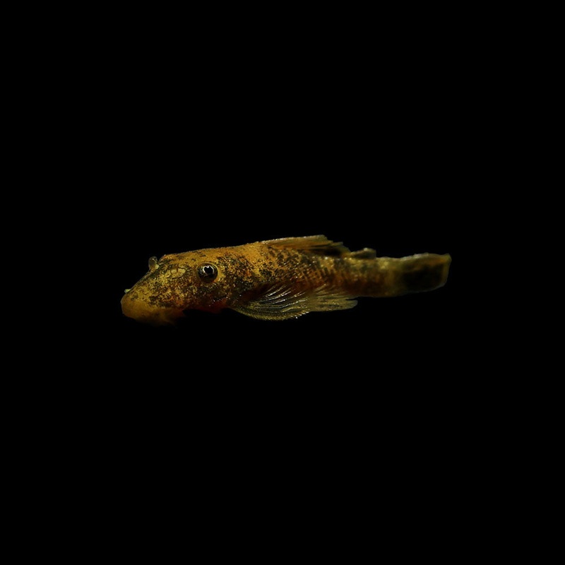 Calico Bristlenose Pleco | Ancistrus sp.