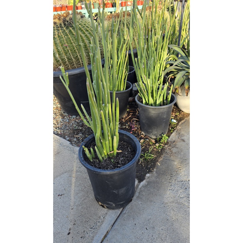 Ceropegia dichotoma plant in 5 gallon pot