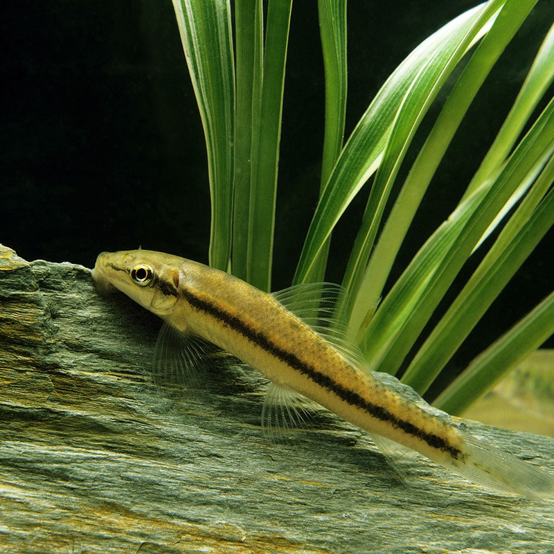 Chinese Algae Eater | Gyrinocheilus aymonieri