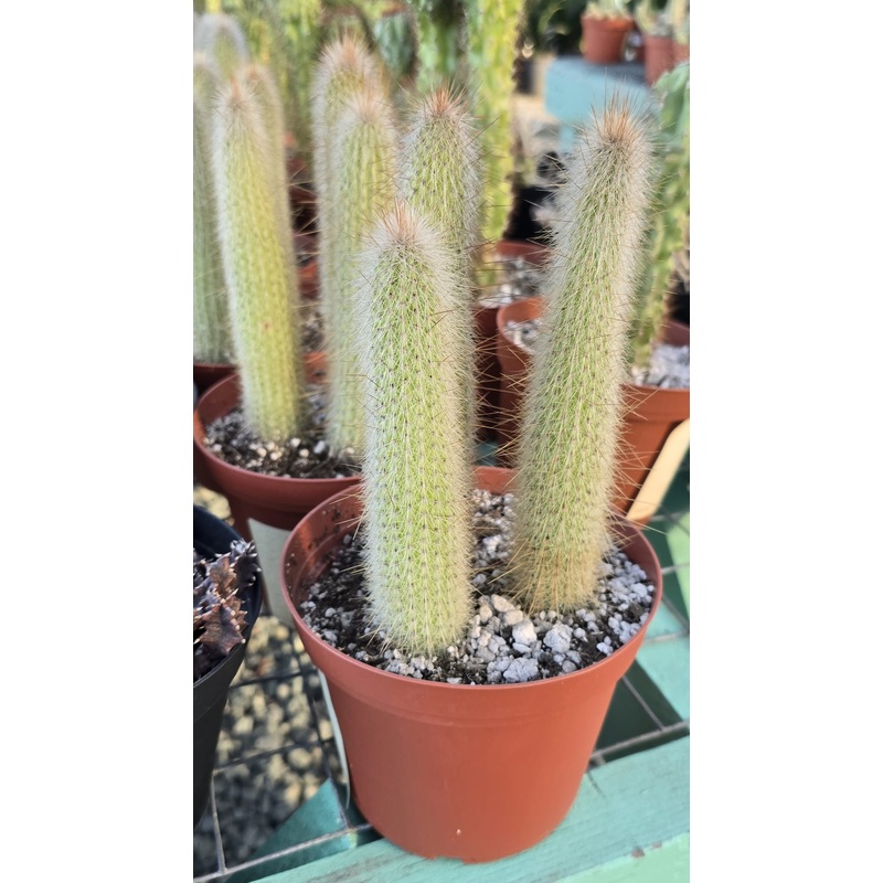 Cleistocactus strausii Cactus in 6 inch pot